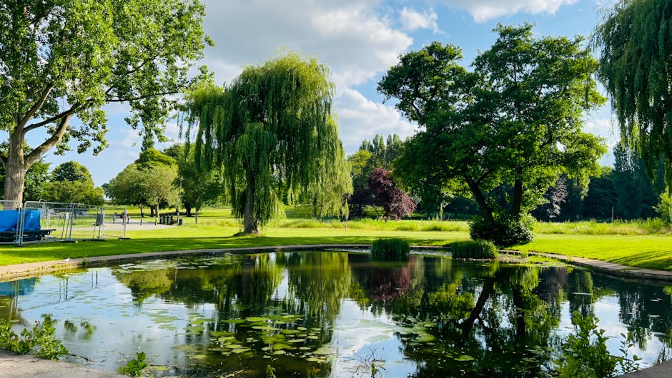 A scenic outdoor scene showing a large pond surrounded by lush green grass and various mature trees, including weeping willows with long, drooping branches and other leafy trees with dense canopies, situated in a park setting. The pond's calm water reflects the surrounding trees and a partly cloudy blue sky above. In the background, there is a paved pathway and some outdoor equipment, indicating the area may be part of a public park, such as Morden Hall Park. The scene captures a peaceful natural environment ideal for outdoor recreation and enjoying nature, with bright sunlight illuminating the landscape, which could relate to house removals and relocation services that often include transporting household items through scenic or suburban areas.